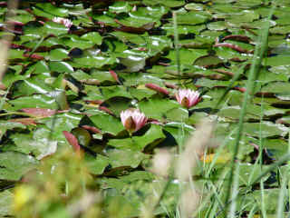 Nnuphars sur le lac de Mont-d'Orge
