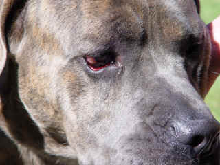 1169chien.jpg (2318612 octets)