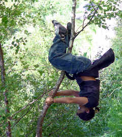 1196 Aurlyne faisant le singe dans les arbres