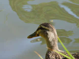 1197canard.jpg (1379390 octets)