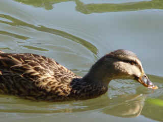 1202canard.jpg (1546855 octets)