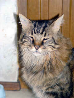 1205 Romo