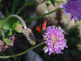 1260papillonR.jpg (2330196 octets)