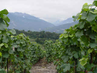 1270vigne.jpg (2171917 octets)