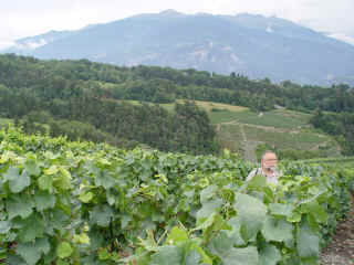 1271 Alain dans les vignes (pas du Seigneur)